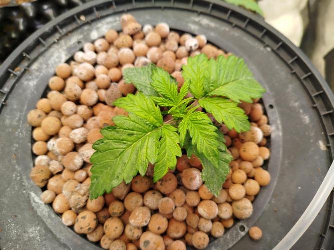 Royal Critical Auto DWC My fav. Week 2