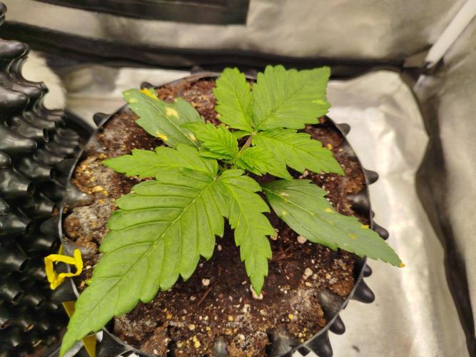 Papaya Cookies Auto. Week 2