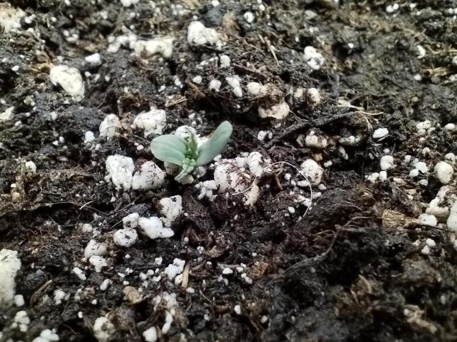 Sweet Skunk Auto. Week 0