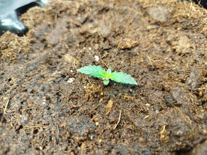 Mini Toffee Pudding Auto. Week 1