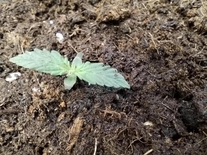 Mini Toffee Pudding Auto. Week 1
