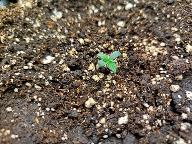 Sweet Skunk Auto. Week 0