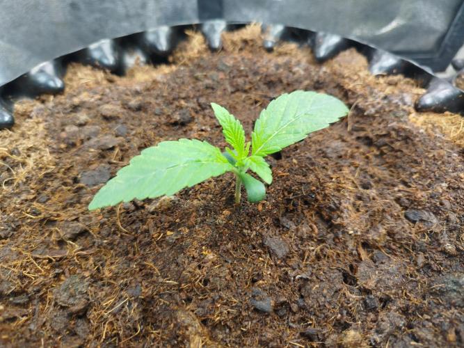 Wedding Cake Auto - Seedsman. Week 1