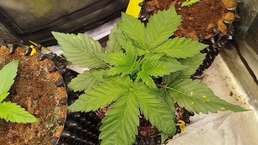 Papaya Cookies Auto