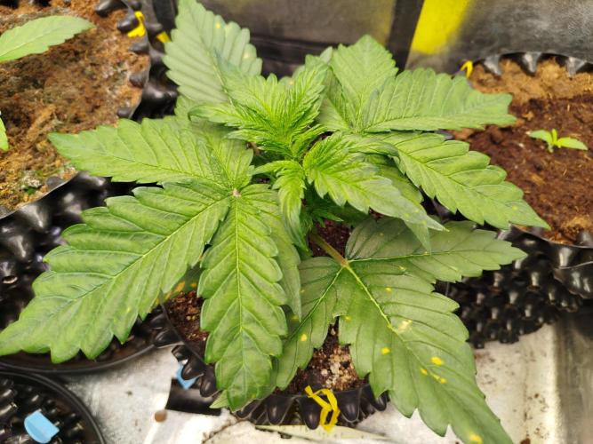 Papaya Cookies Auto. Week 3