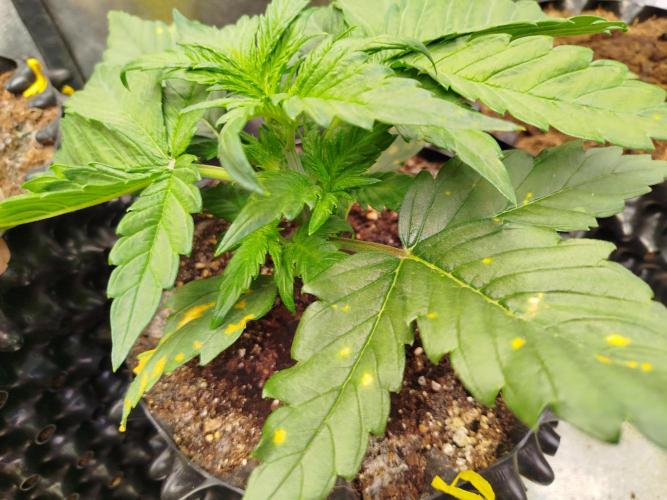 Papaya Cookies Auto. Week 3