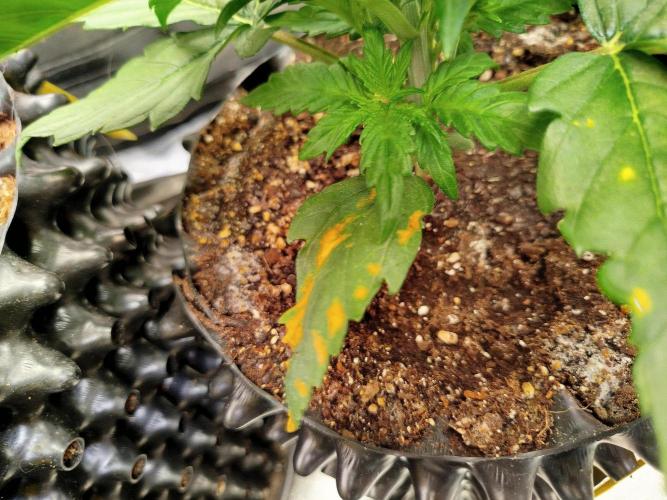 Papaya Cookies Auto. Week 3
