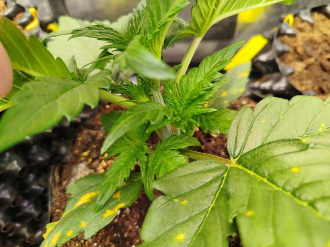 Papaya Cookies Auto. Week 3