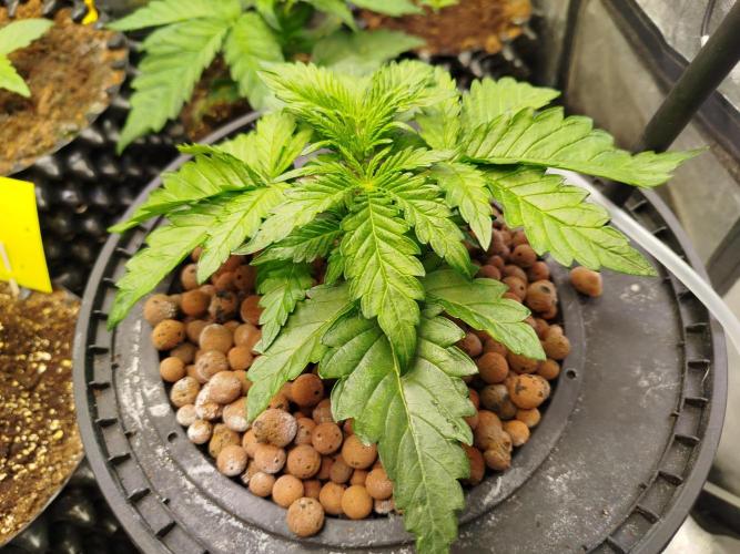 Royal Critical Auto DWC My fav. Week 3