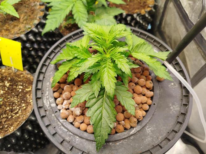 Royal Critical Auto DWC My fav. Week 3