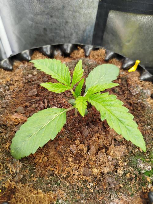 Wedding Cake Auto - Seedsman. Week 2