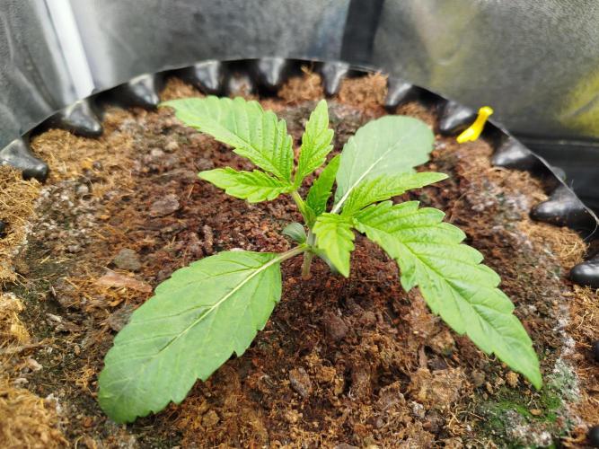 Wedding Cake Auto - Seedsman. Week 2