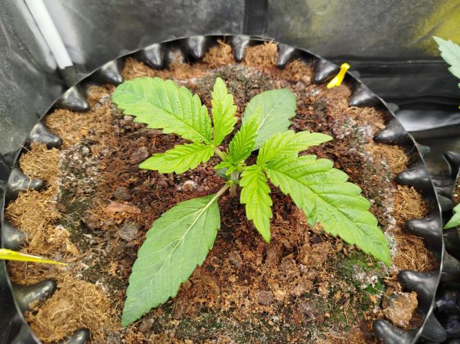 Wedding Cake Auto - Seedsman. Week 2