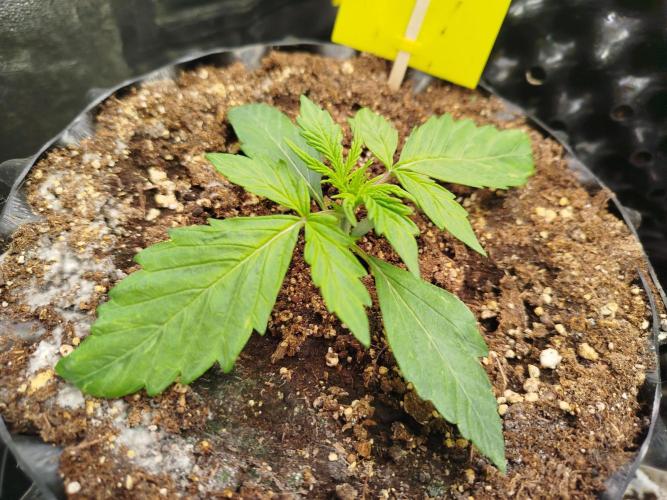 Sweet Skunk Auto. Week 1