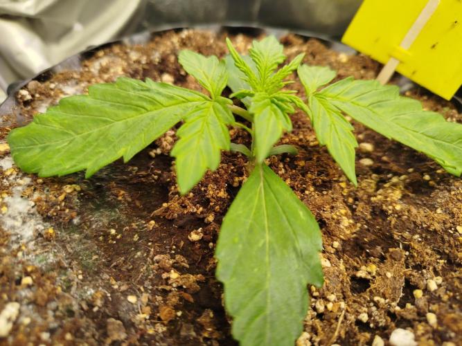 Sweet Skunk Auto. Week 1