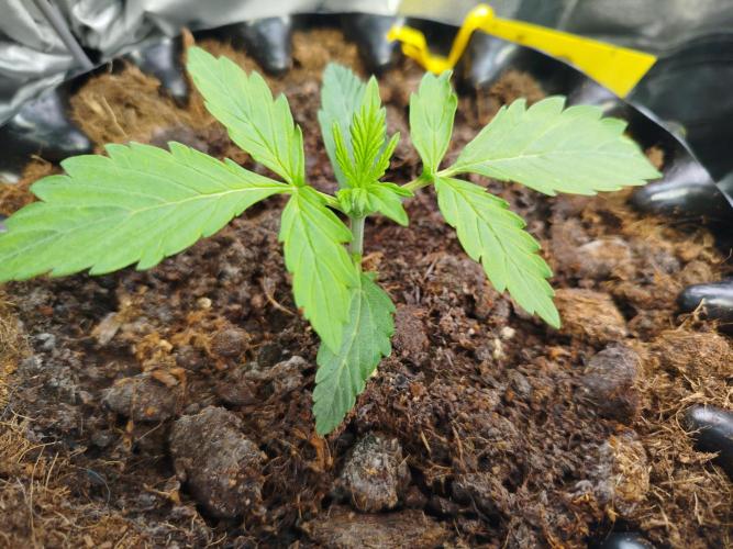 Mini Toffee Pudding Auto. Week 2