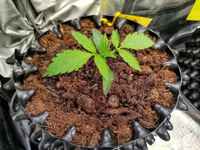 Mini Toffee Pudding Auto. Week 2