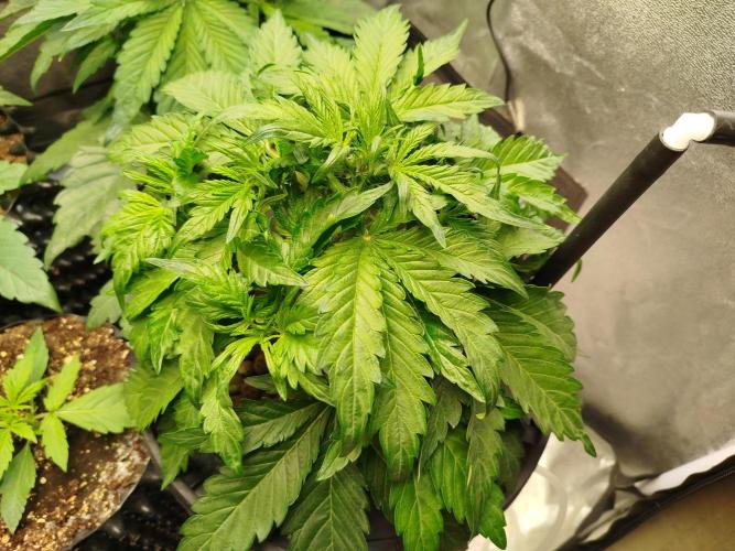 Royal Critical Auto DWC My fav. Week 4