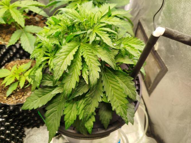 Royal Critical Auto DWC My fav. Week 4