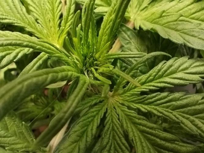 Royal Critical Auto DWC My fav. Week 4