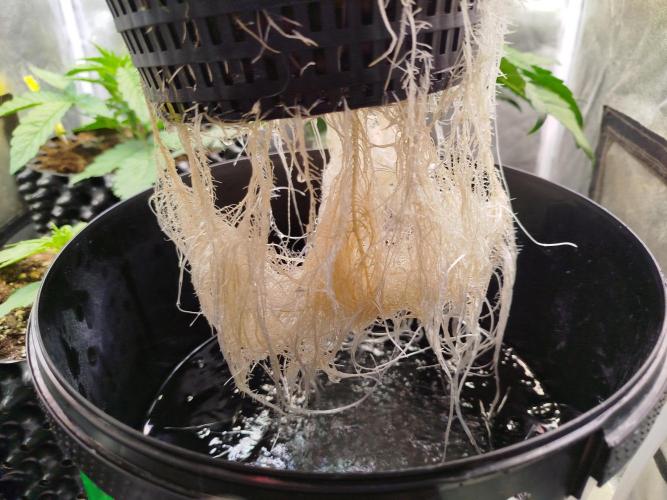 Royal Critical Auto DWC My fav. Week 4