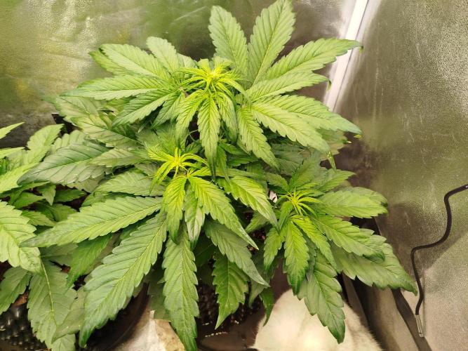 Papaya Cookies Auto. Week 4
