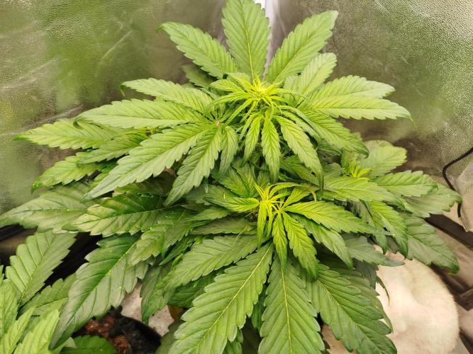 Papaya Cookies Auto. Week 4