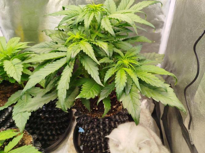 Papaya Cookies Auto. Week 4