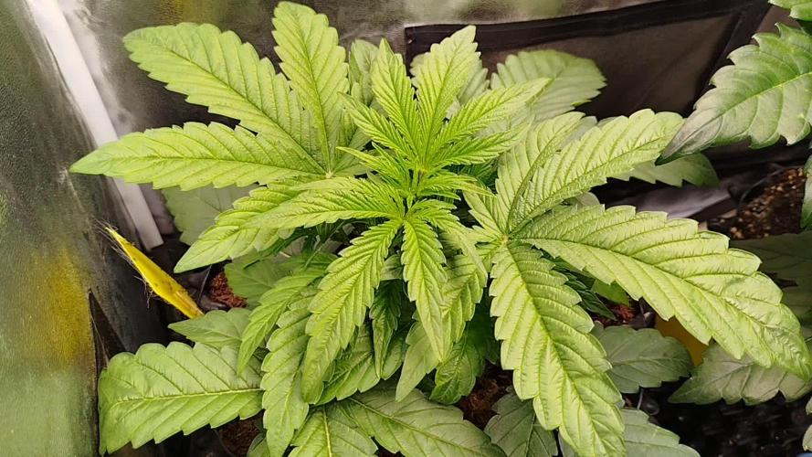 Wedding Cake Auto - Seedsman