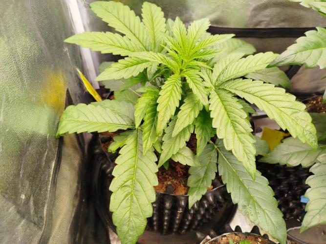 Wedding Cake Auto - Seedsman. Week 3