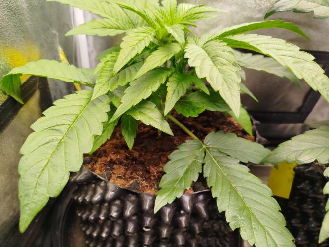 Wedding Cake Auto - Seedsman. Week 3