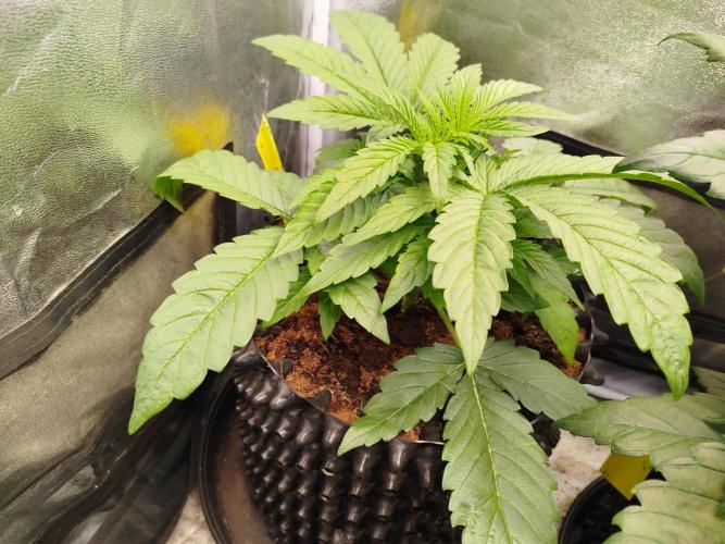 Wedding Cake Auto. Week 3