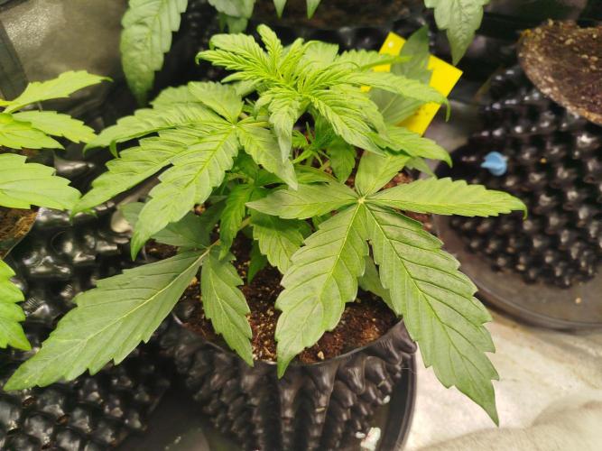 Sweet Skunk Auto. Week 2