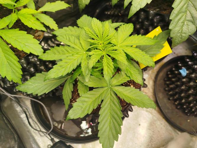Sweet Skunk Auto. Week 2