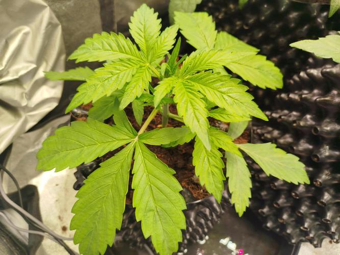 Mini Toffee Pudding Auto. Week 3