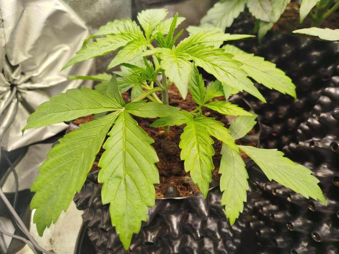 Toffee Pudding Auto. Week 3