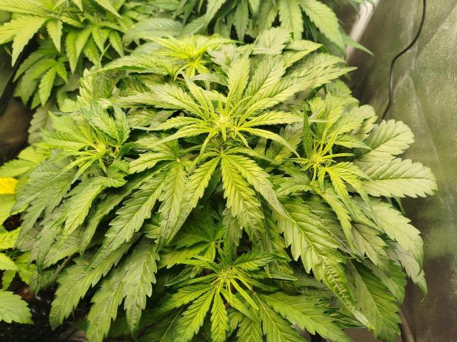Royal Critical Auto DWC My fav. Week 5