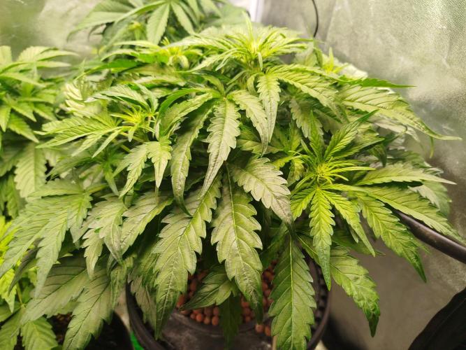 Royal Critical Auto DWC My fav. Week 5
