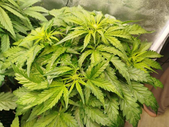 Royal Critical Auto DWC My fav. Week 5