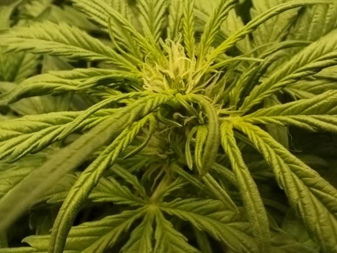 Royal Critical Auto DWC My fav. Week 5