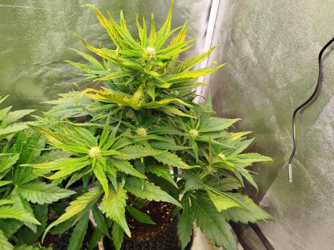 Papaya Cookies Auto. Week 5