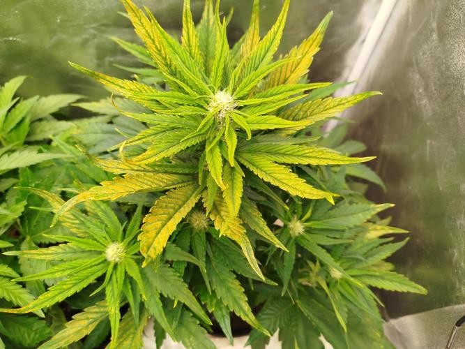Papaya Cookies Auto. Week 5