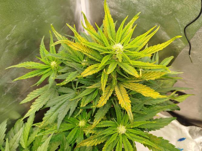 Papaya Cookies Auto. Week 5