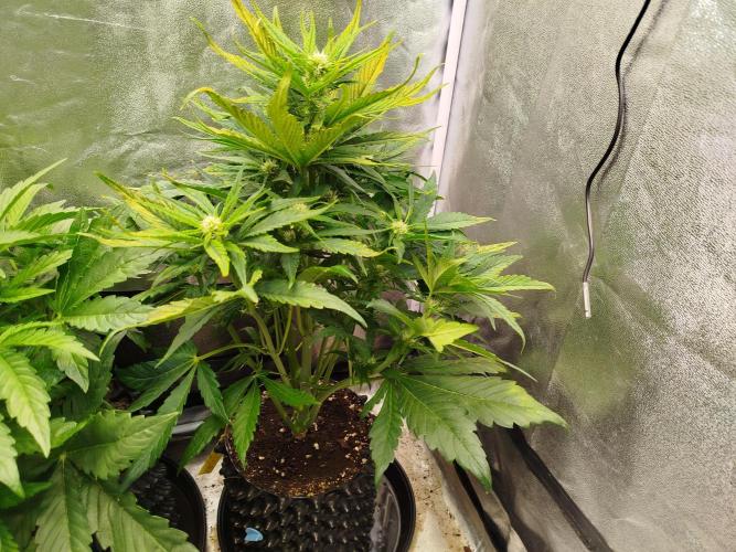 Papaya Cookies Auto. Week 5