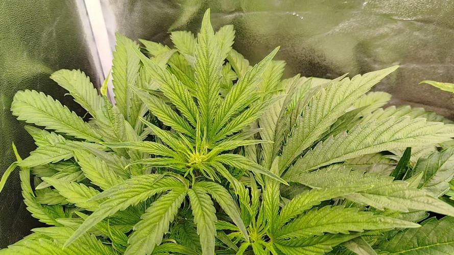 Wedding Cake Auto - Seedsman