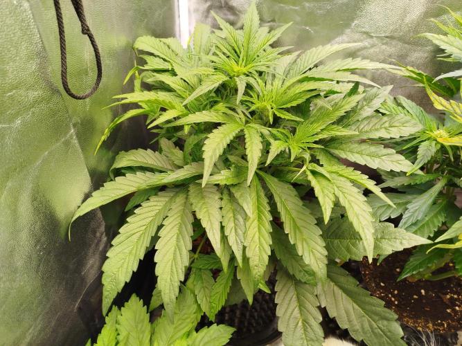 Wedding Cake Auto - Seedsman. Week 4