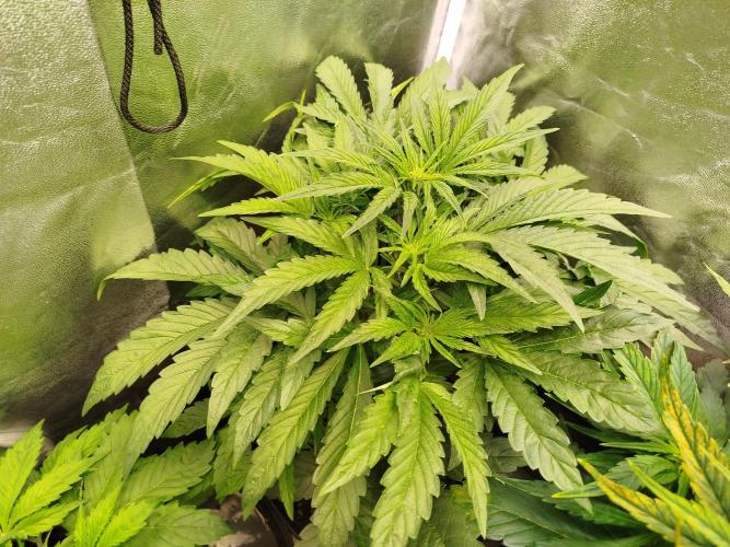 Wedding Cake Auto - Seedsman. Week 4