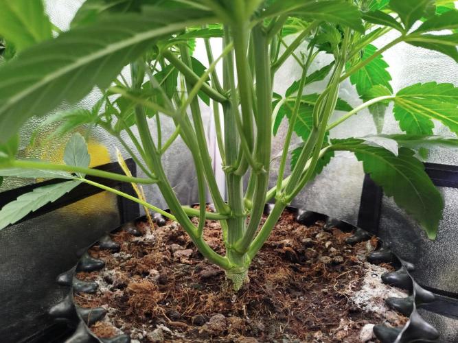 Wedding Cake Auto - Seedsman. Week 4