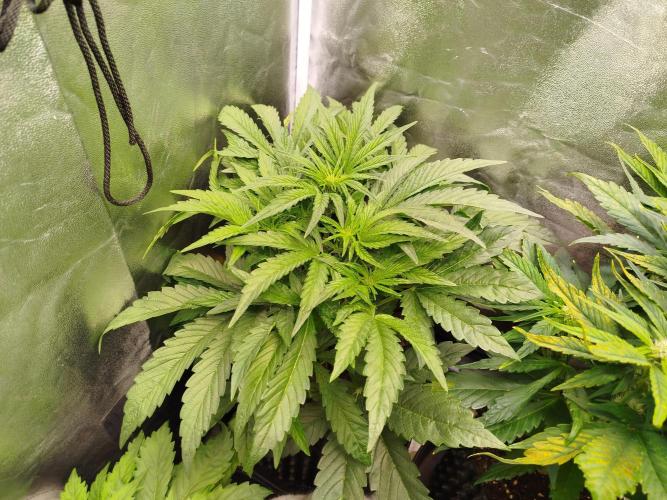 Wedding Cake Auto. Week 4