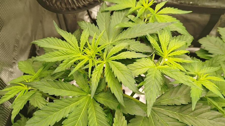 Sweet Skunk Auto